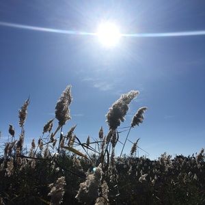 Meet your Posher, Dawn